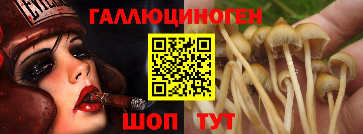 Донской  Псилоцибиновые грибы MAGIC MUSHROOMS  Вход с VPN 